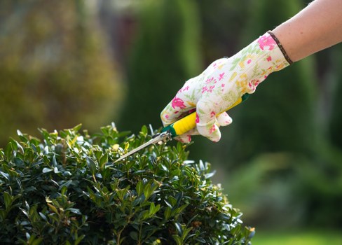 Gardener inspecting a lawn before mowing
